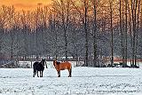 Winter Horses At Sunrise_P1240261-3